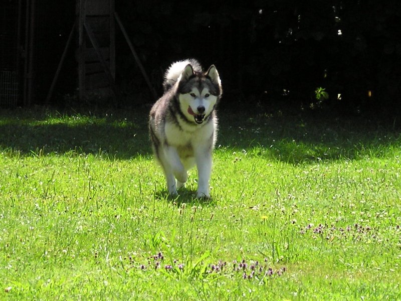 19.07.2010 running on the garden 