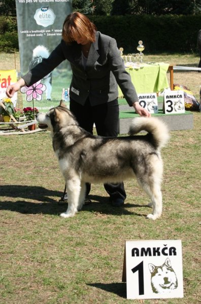 16.04.2011 BIS veteran at AMKCR Speciality show