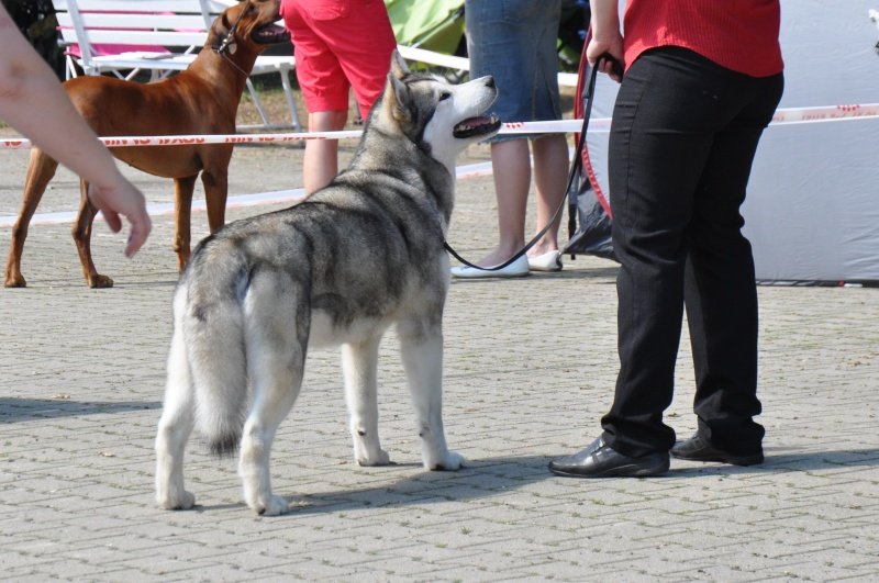 22.05.2011 IDS Litomerice Exc.2 R.CAC; 4 years old
