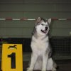 30.03.2008 Junior Champion of Luxembourg; 9 months old!