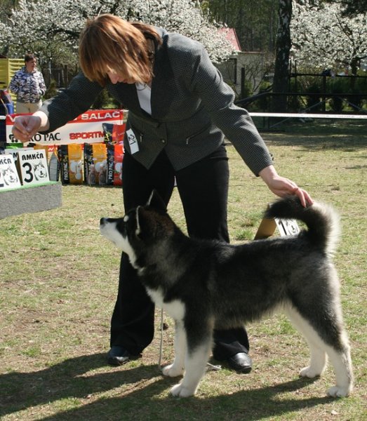 16.04.2011 BIS baby at Speciality show of AMKCR