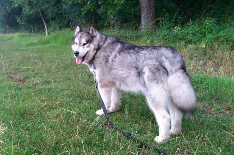 16.07.2012 Jessie in his 12 years, only 14 days before he died. He still looked so nice! R.I.P.