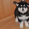 10 týdnů - pes 2 - Cheveyo Chogan Polární úsvit - odchází do nového domova