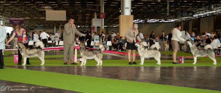 08.07.2011 French championship show; Exc.1