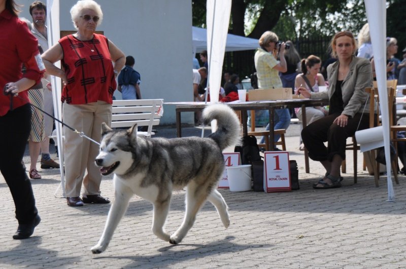 22.05.2011 IDS Litomerice Exc.2 R.CAC; 4 years old