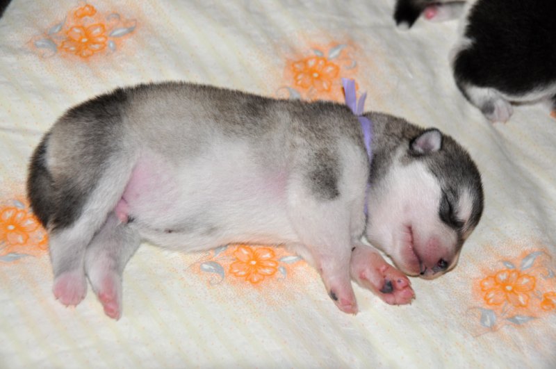 Boy 5 - violet - 1 week old - 640g (was born only 358g)