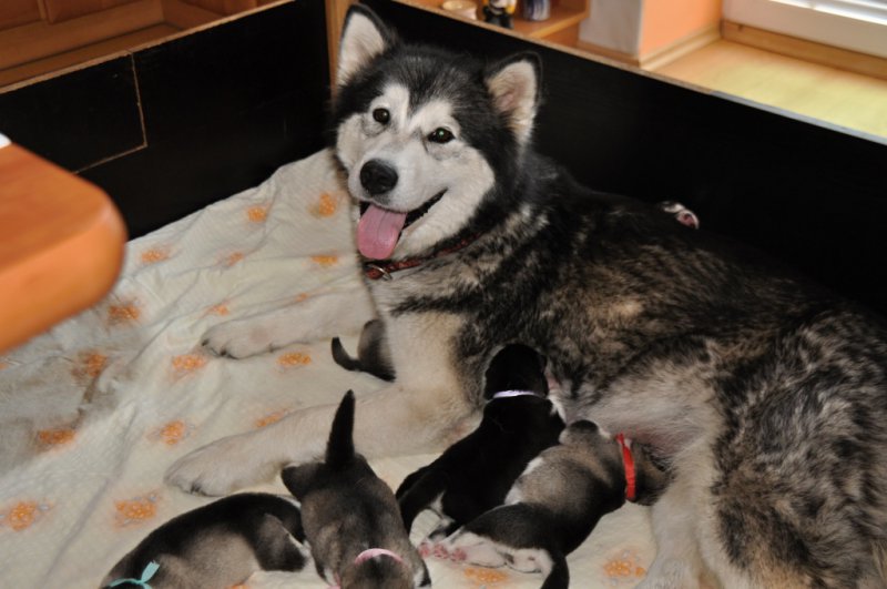 puppies with their beautiful mum Face