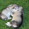 sleeping puppies..